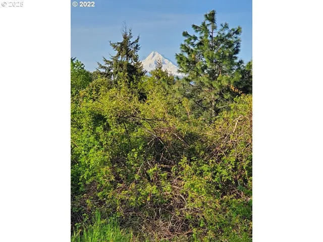 a close up of a plant in a pot