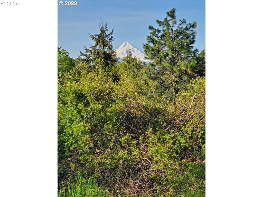 365 Rio Vista White Salmon, WA 98672 - Photo 2 of 8 a close up of a plant in a pot