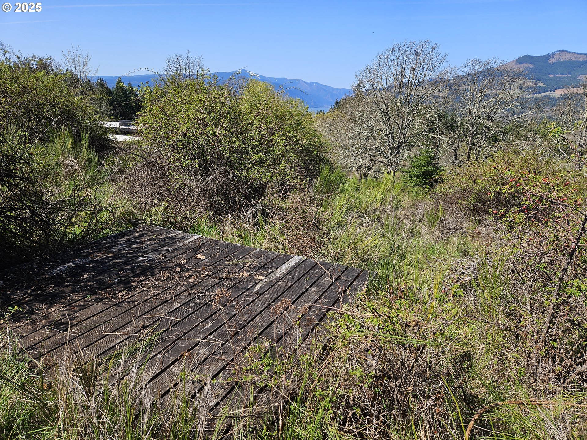 365 Rio Vista White Salmon, WA 98672 - Photo 8 of 8 a view of a yard with a tree