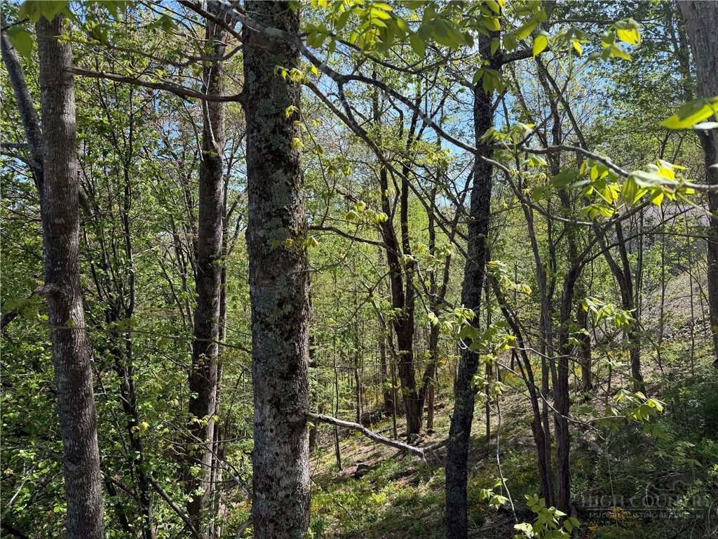 Ski Mountain Road Blowing Rock, NC 28605 - Photo 5 of 14 a view of forest
