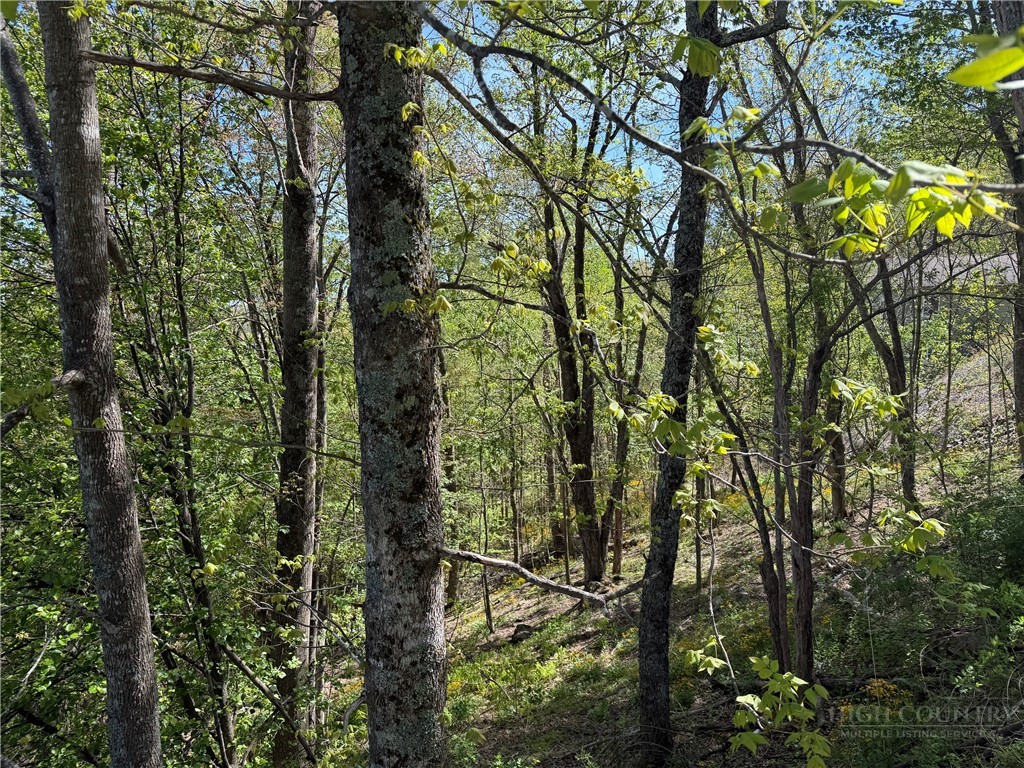 Ski Mountain Road Blowing Rock, NC 28605 - Photo 8 of 14 a view of forest