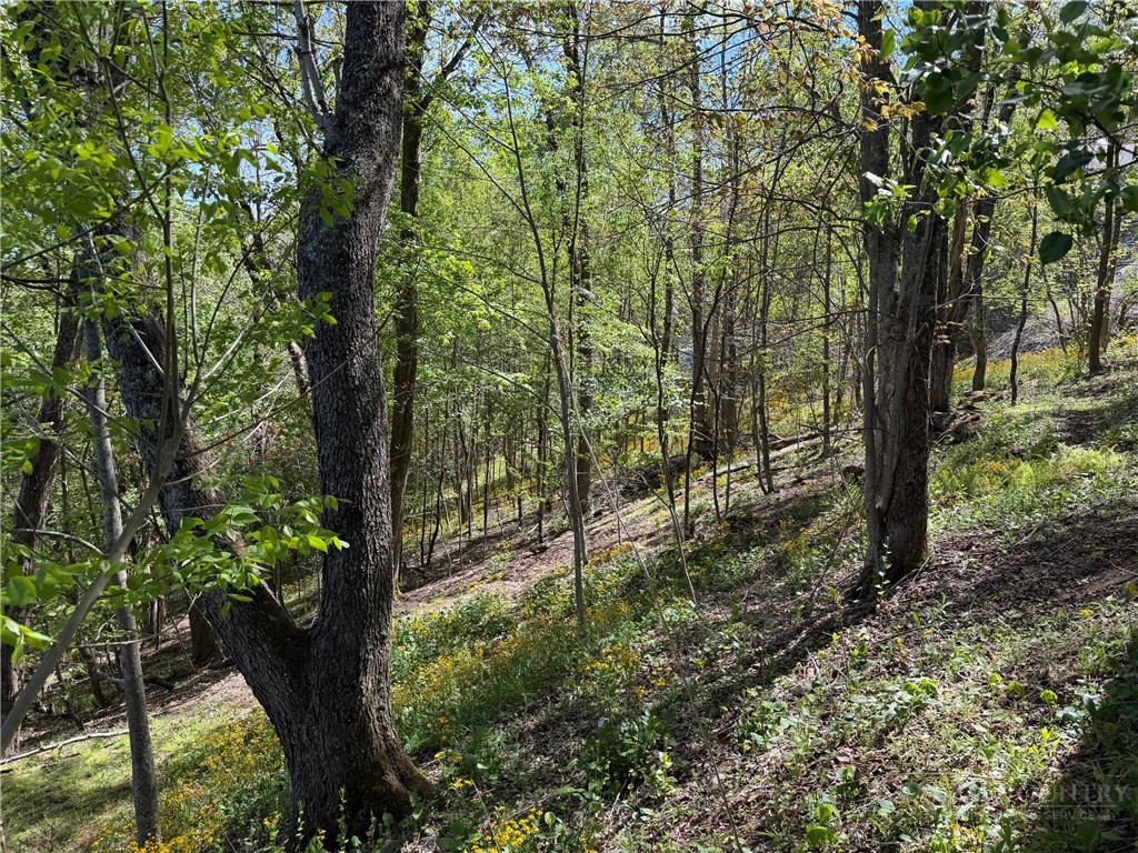 Ski Mountain Road Blowing Rock, NC 28605 - Photo 9 of 14 a view of a forest filled with trees