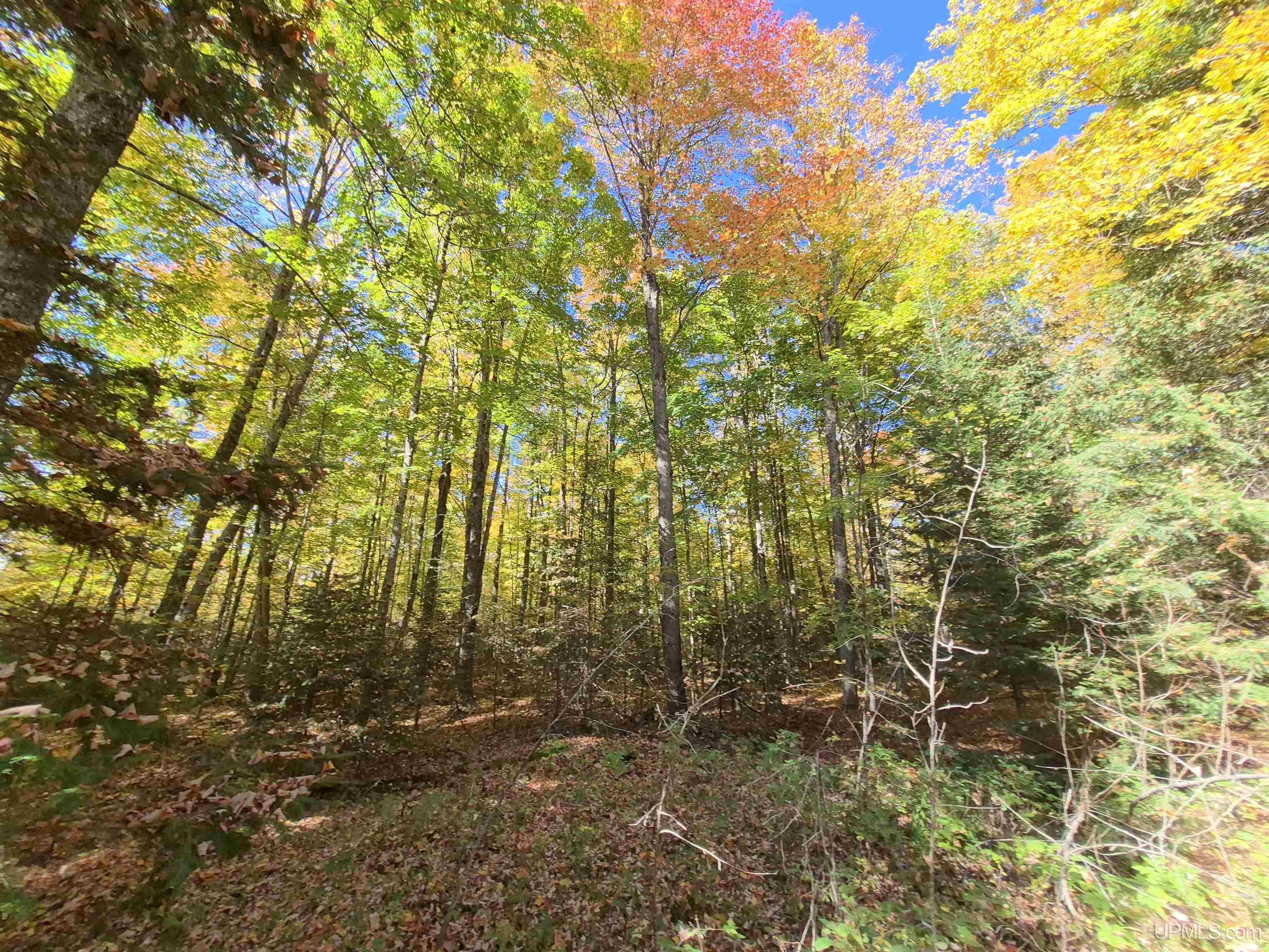 40-acres Mattson Road Felch, MI 49831 - Photo 5 of 45 Gallery Image 5