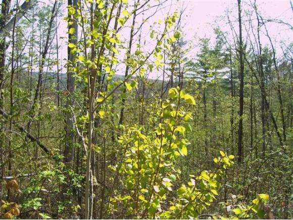 2201 Buffalo Road Rumney, NH 03266 - Photo 14 of 23