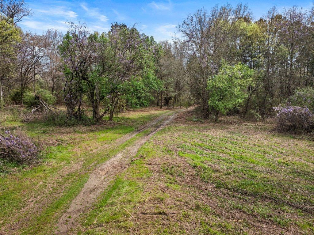 11 Rd Daingerfield Tx 75638 Road Daingerfield, TX 75638 - Photo 5 of 19 a view of a yard with a tree
