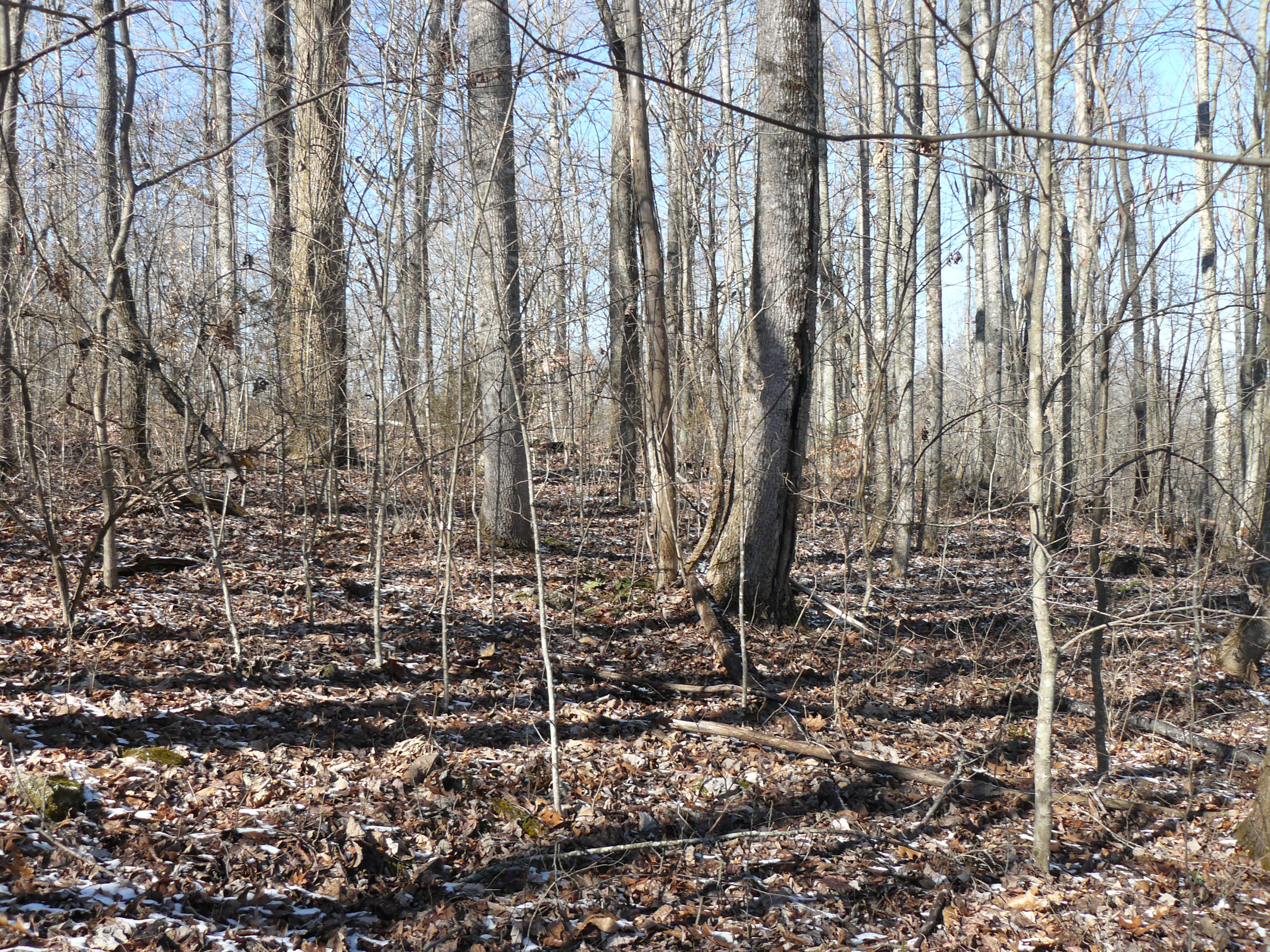 1.69-acres Holt Ridge Road Tazewell, TN 37879 - Photo 3 of 5 P1360407