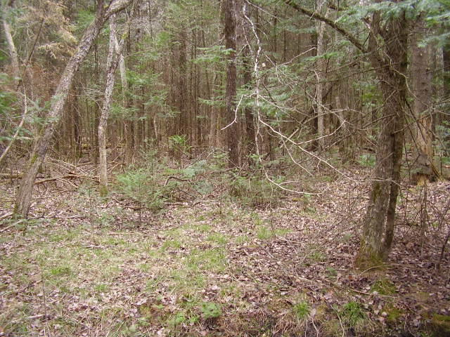 4143 Kneeland Road Lewiston, MI 49756 - Photo 21 of 24 Gallery Image 21