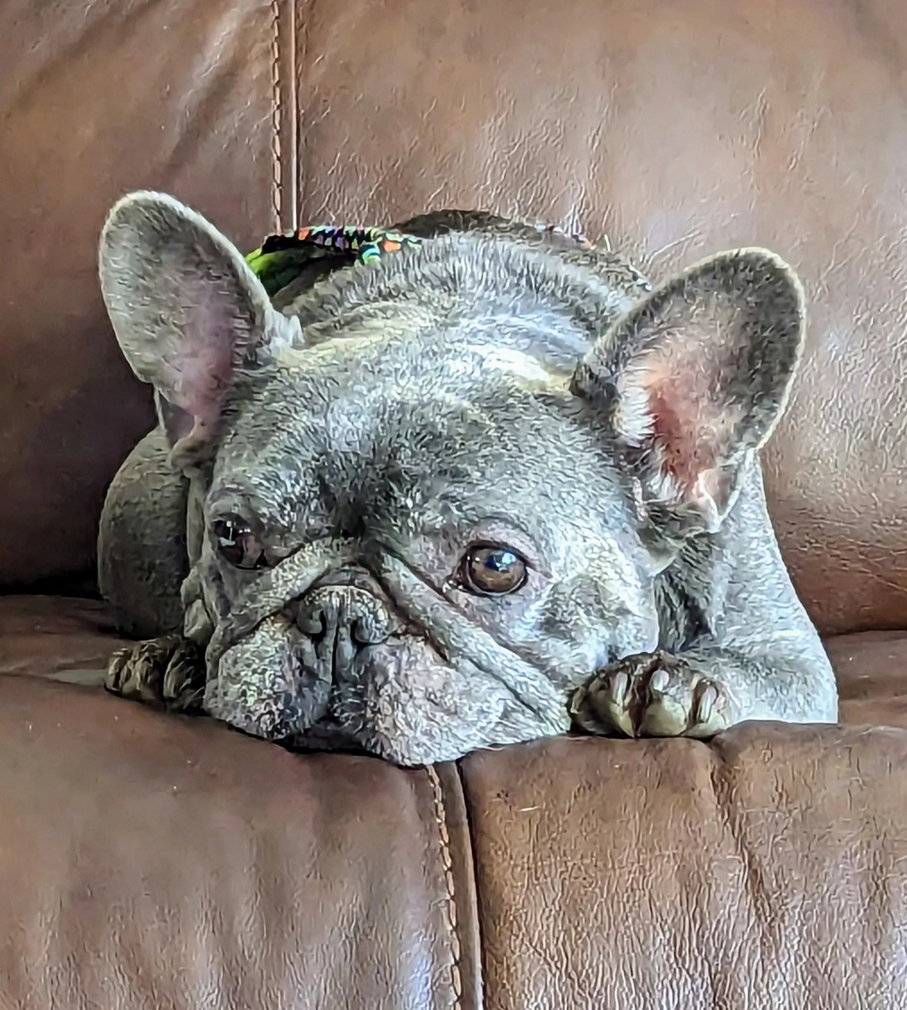 Moxie the Frenchie