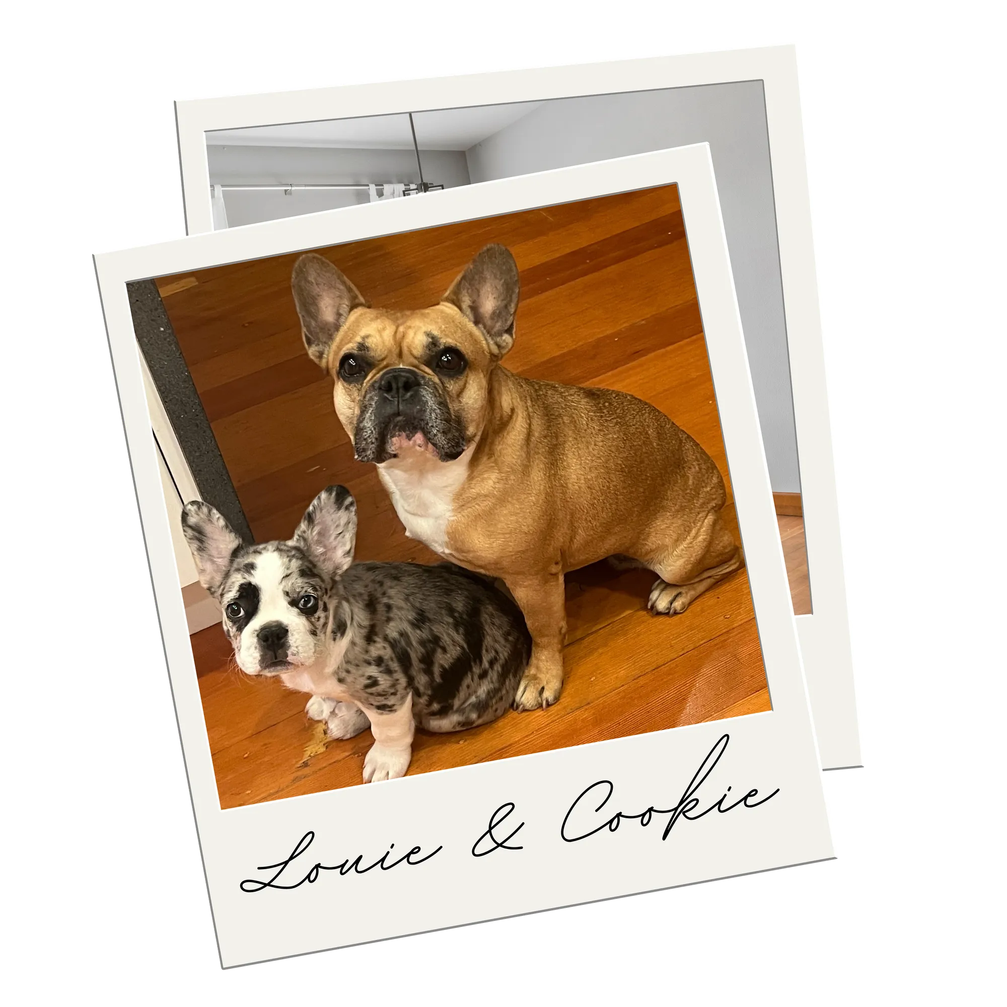 Alana Mey's Bellingham Partner Pups Cookie and Louie!