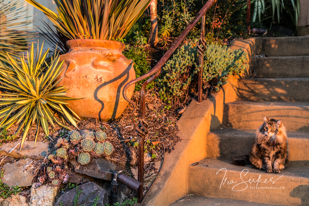 A cat sitting on a ledge next to a bunch of plants.