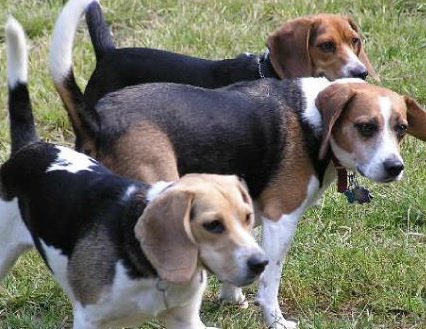 Proud beagle owner: Lola in back with Bagel and Chloe during a Beaglemania