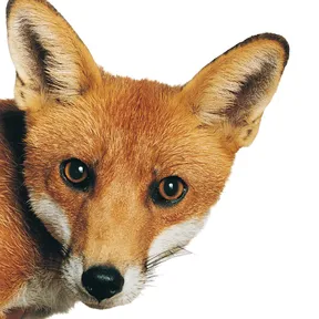 Donna Fox