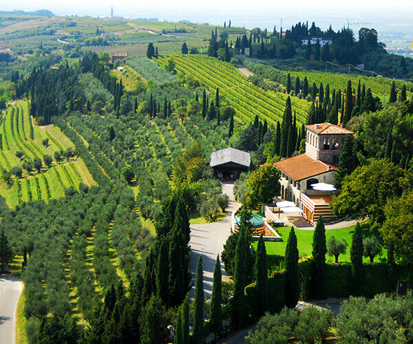 Award Winning Amarone Vineyard, Verona, Italy