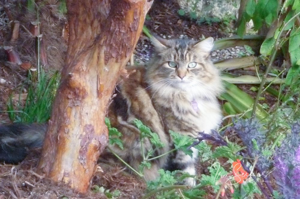 A cat sitting in the middle of a tree