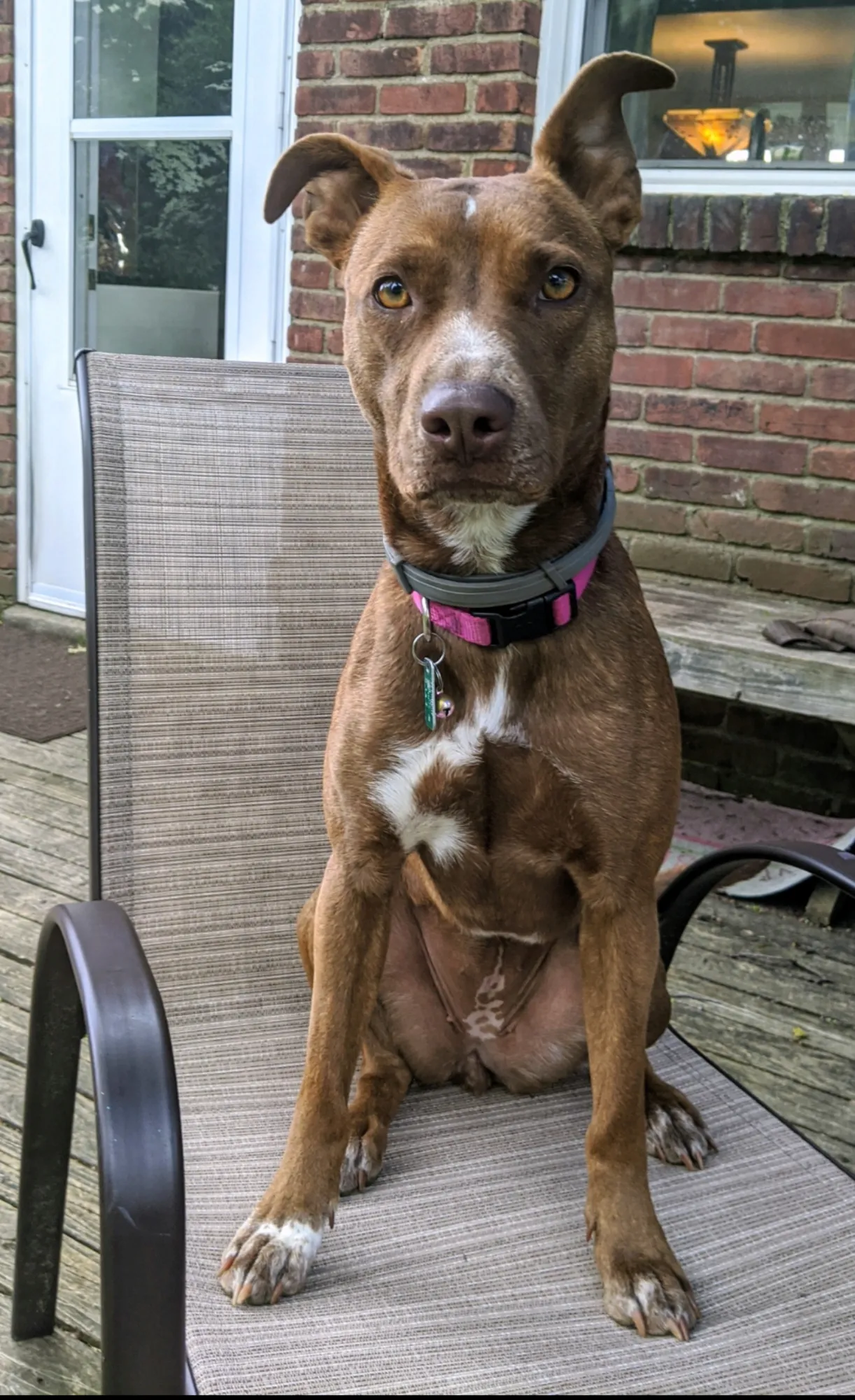 Stella, our rescue mutt mix!