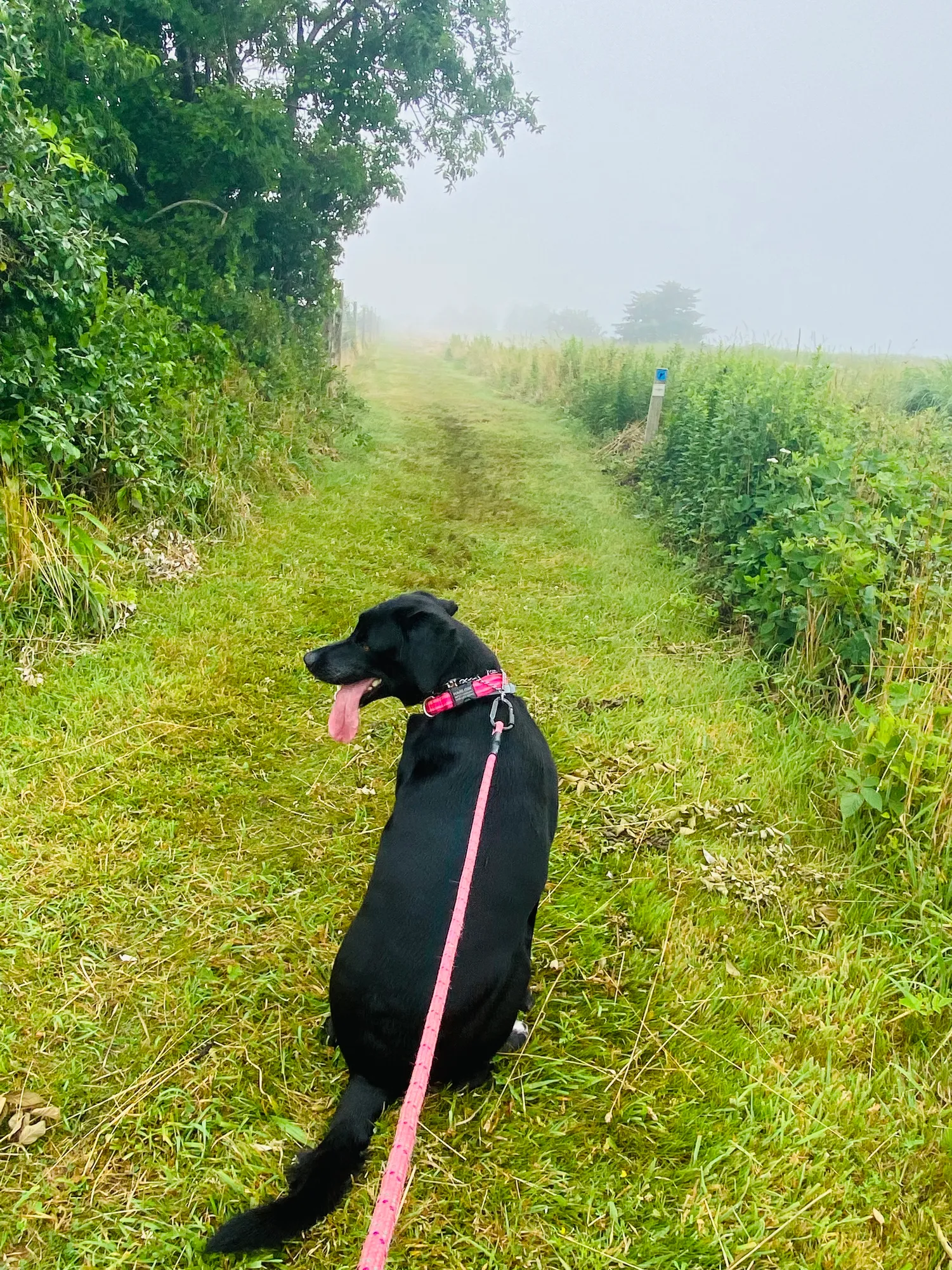 A dog tied to a rope in a field