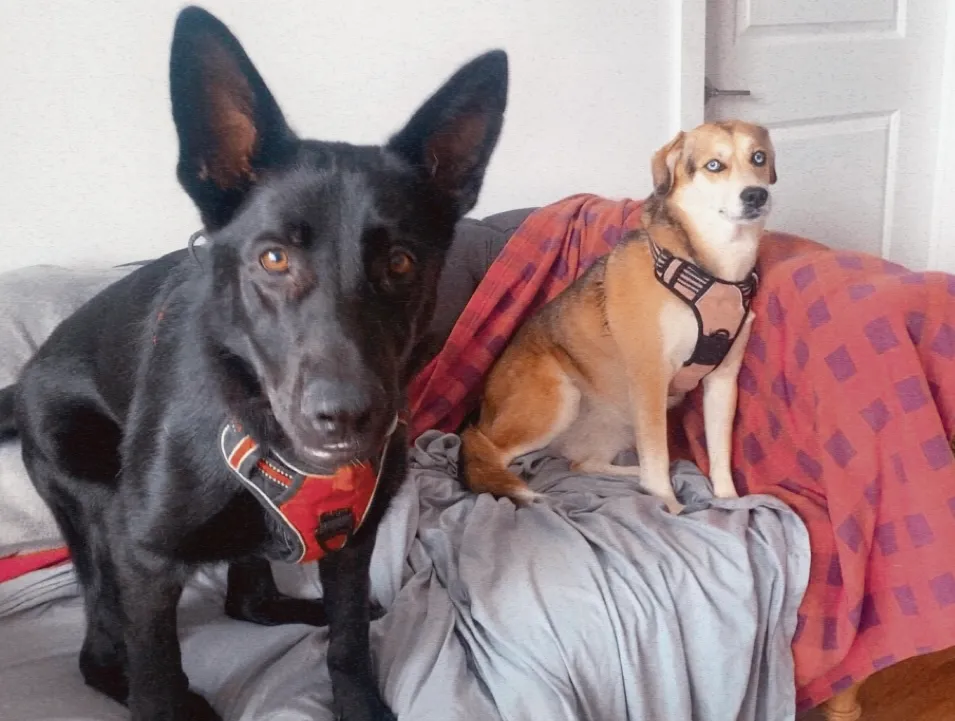 a dog and a cat are laying on a bed