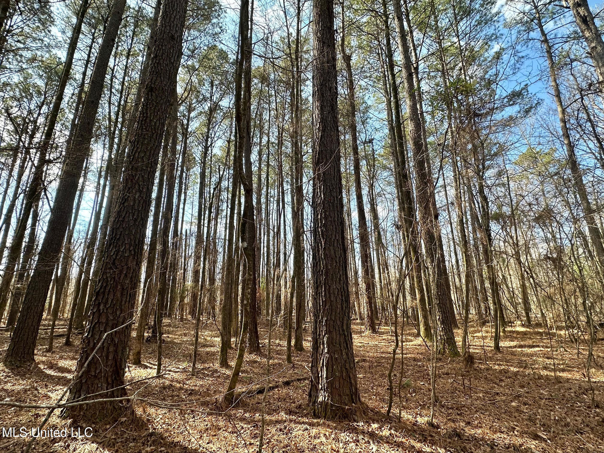 1 Evans Road Carthage, MS 39051 - Photo 24 of 164 29