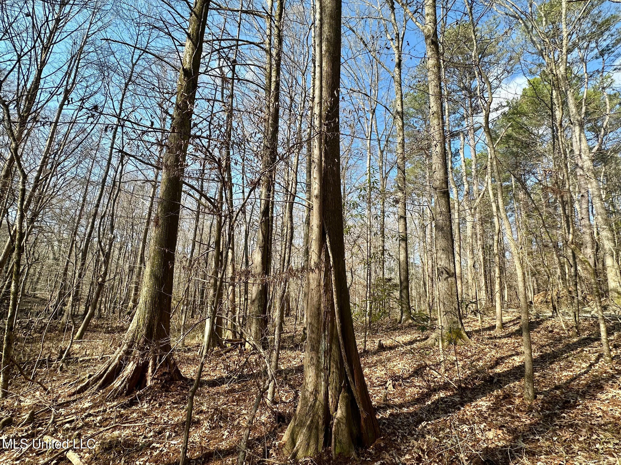 1 Evans Road Carthage, MS 39051 - Photo 30 of 164 36