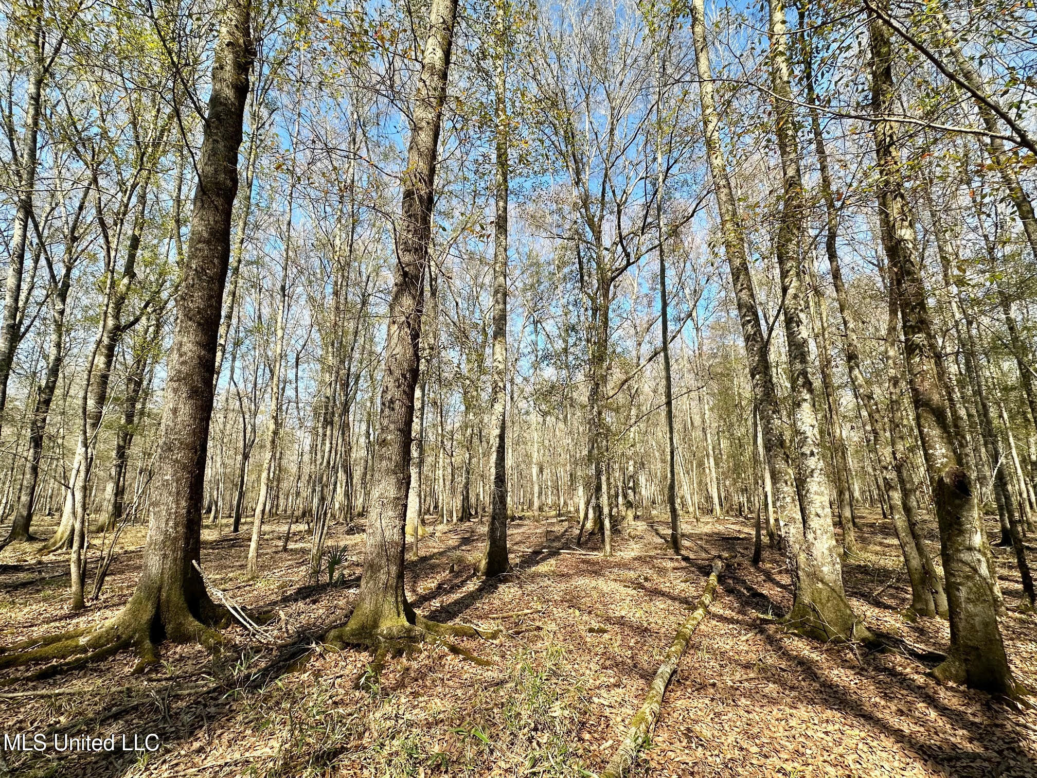1 Evans Road Carthage, MS 39051 - Photo 40 of 164 48