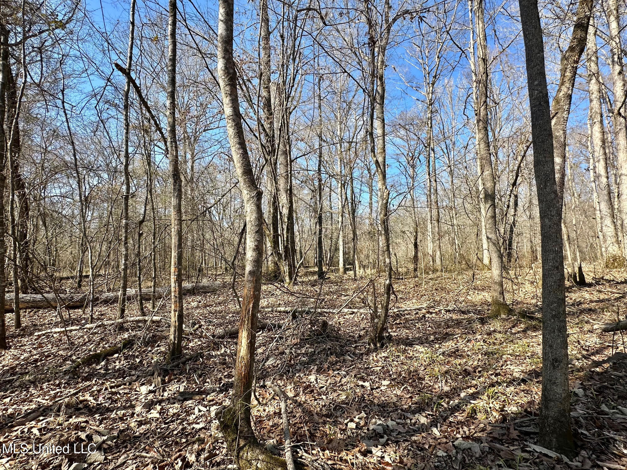 1 Evans Road Carthage, MS 39051 - Photo 75 of 164 85