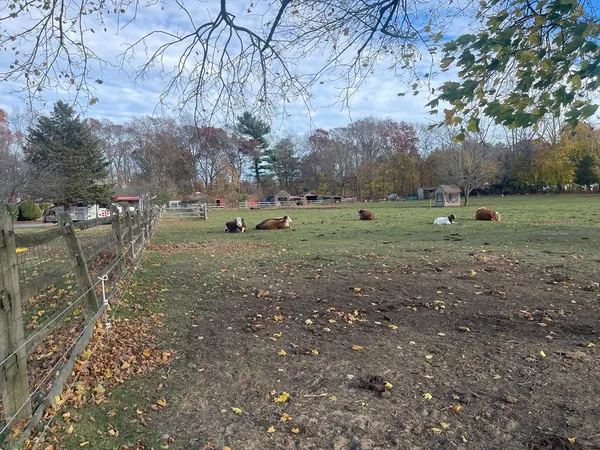 a view of a yard with tree s