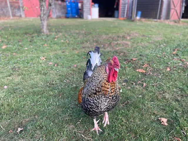 a view of outdoor space and yard