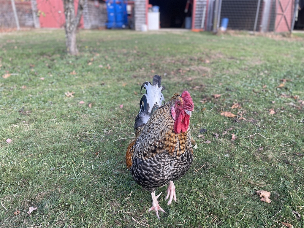 1789 Broadway Raynham, MA 02767 - Photo 6 of 17 a view of outdoor space and yard