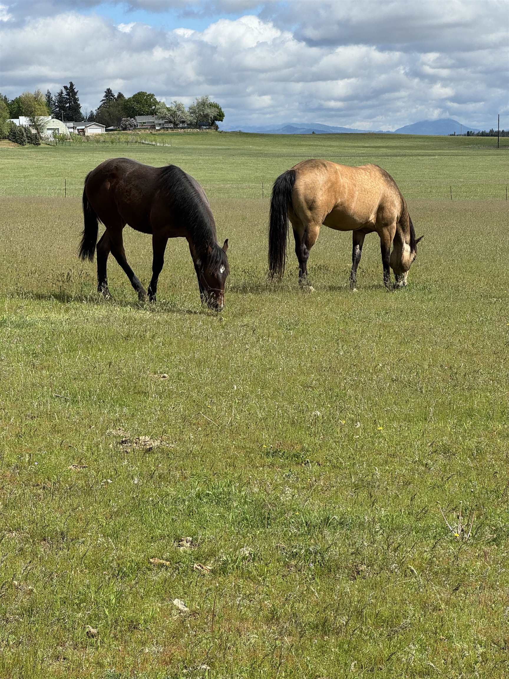 21411 North Spotted Road Deer Park, WA 99006 - Photo 42 of 50