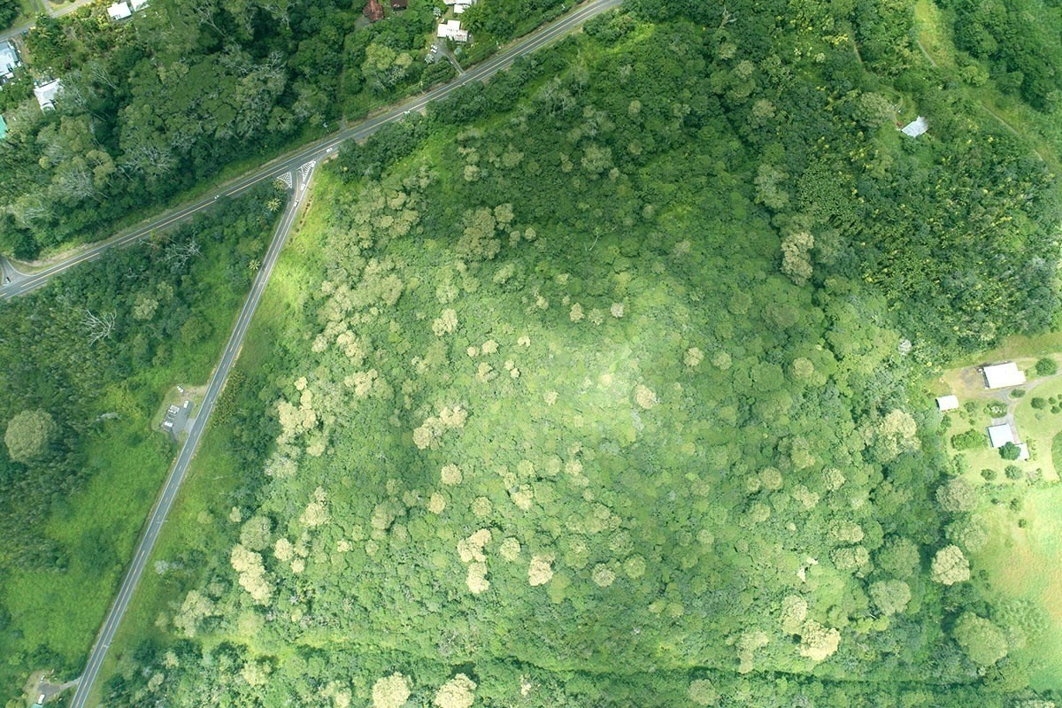 9 Kapoho Road Pahoa, HI 96778 - Photo 15 of 17 a view of a lush green forest