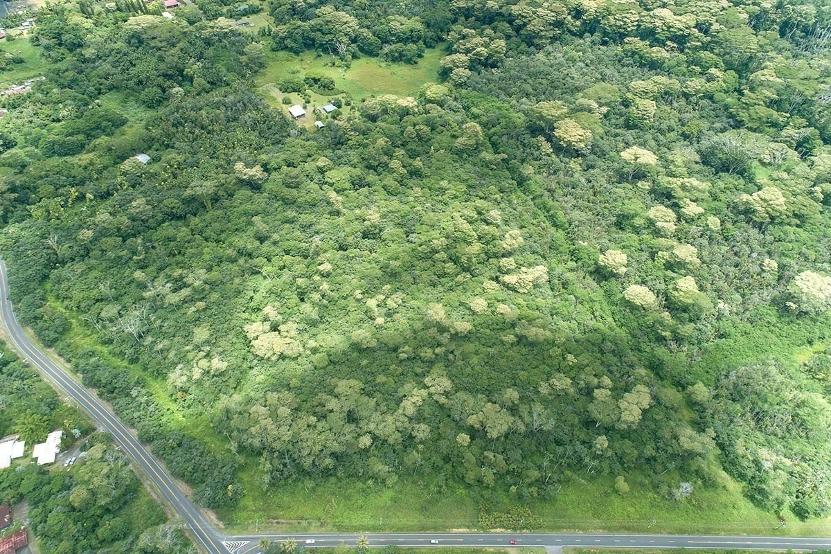 9 Kapoho Road Pahoa, HI 96778 - Photo 17 of 17 a view of a lush green forest