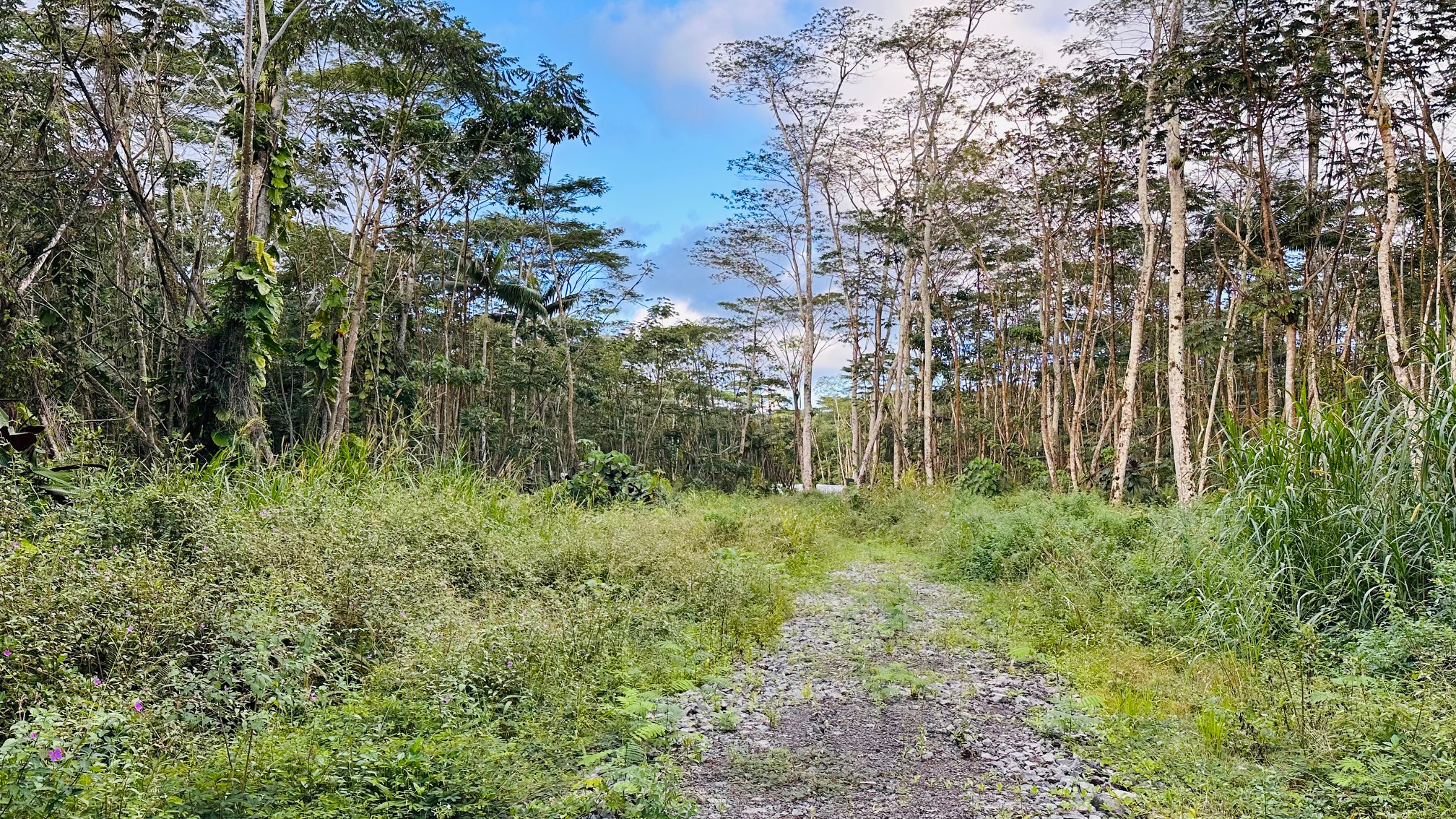 9 Kapoho Road Pahoa, HI 96778 - Photo 2 of 17 a view of a lush green space