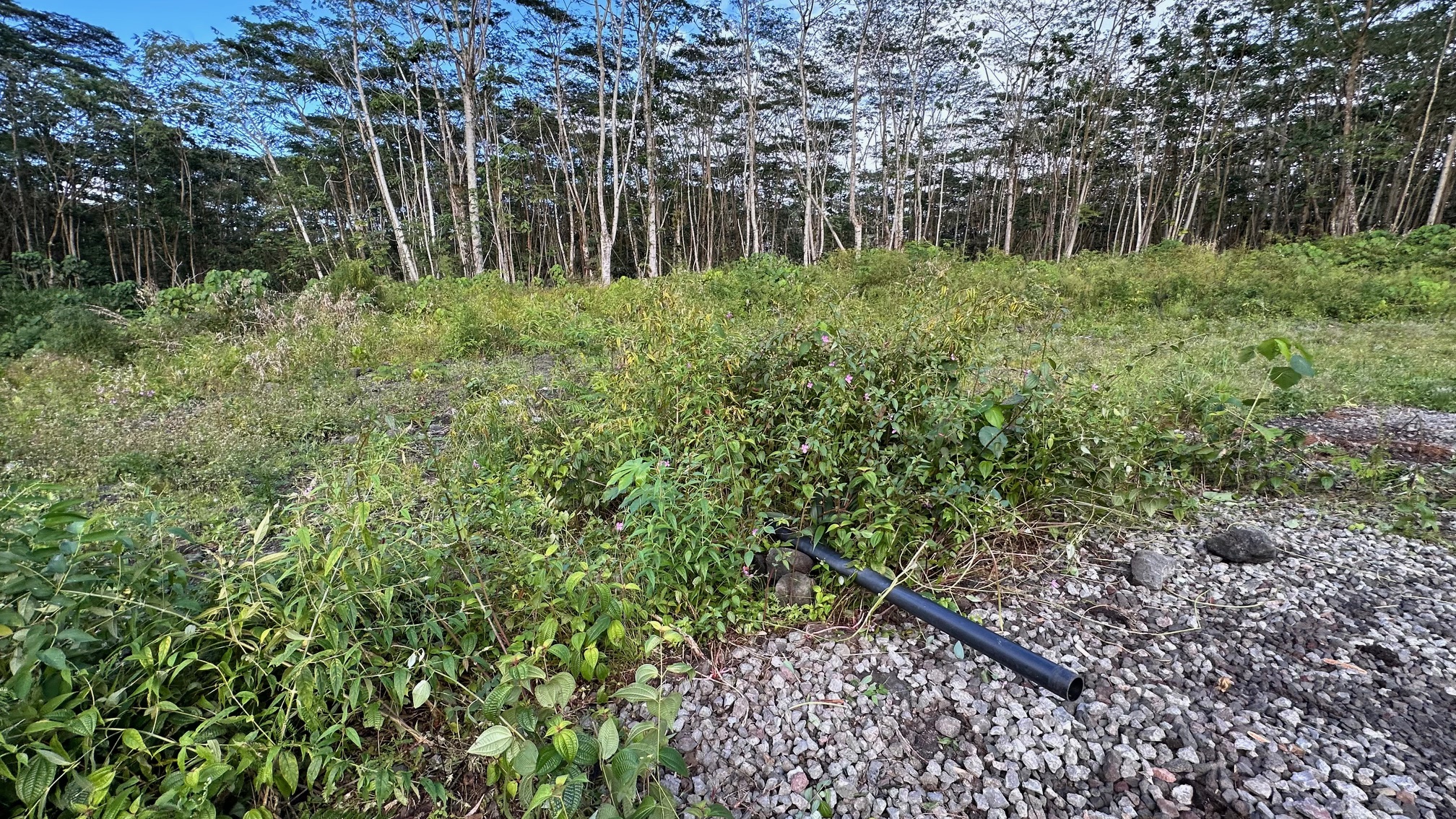 9 Kapoho Road Pahoa, HI 96778 - Photo 7 of 17 a view of backyard with green space