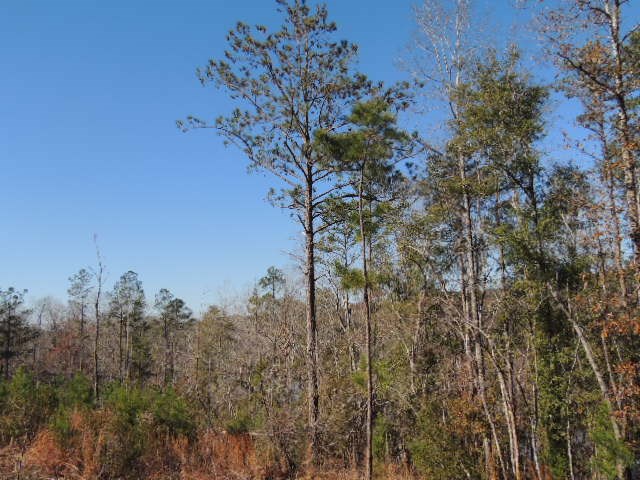 8 Lickskillet Road Hamilton, GA 31811 - Photo 4 of 7