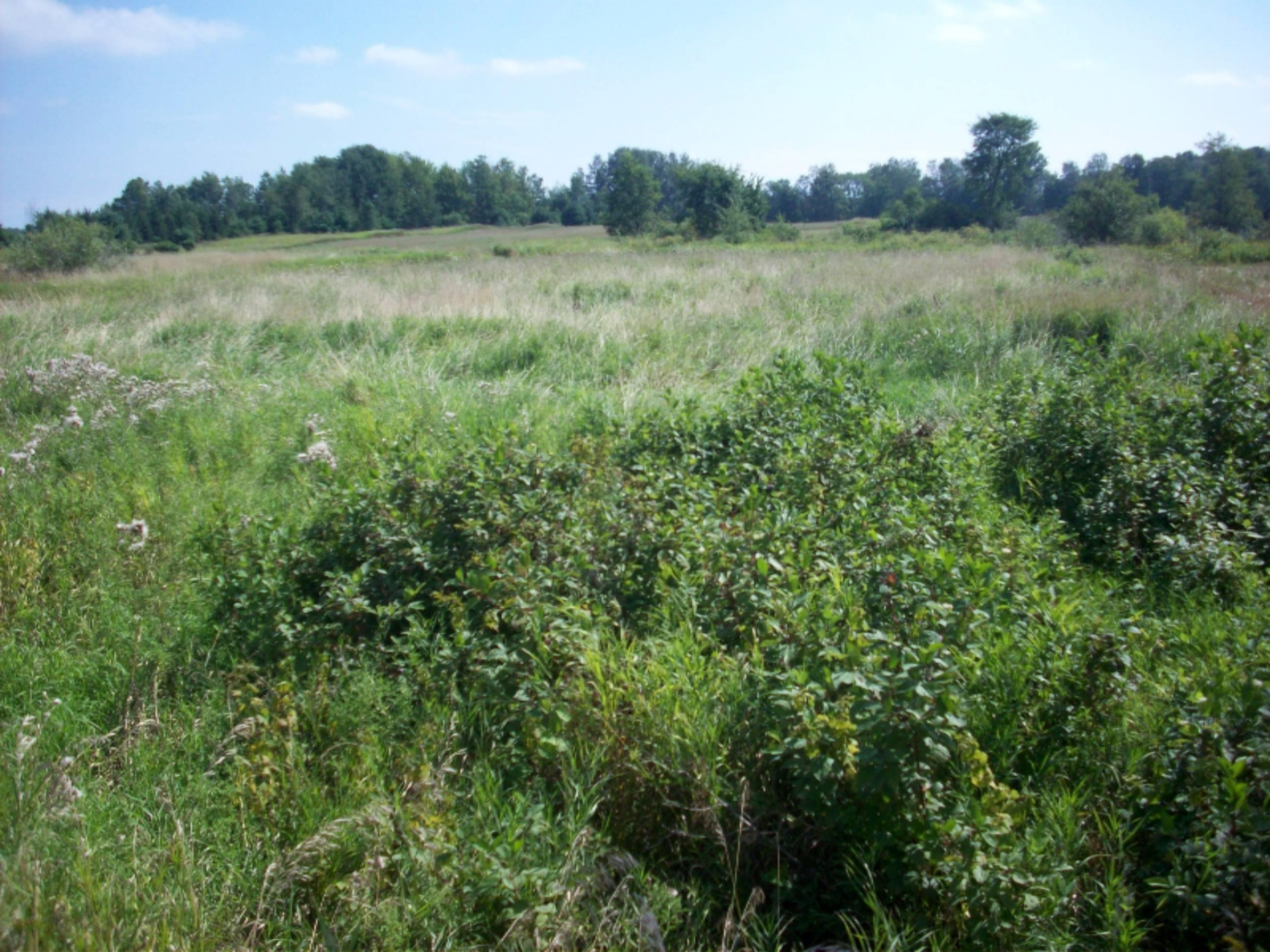 100 South Deer Lake Road Reed City, MI 49677 - Photo 1 of 6 100_4191