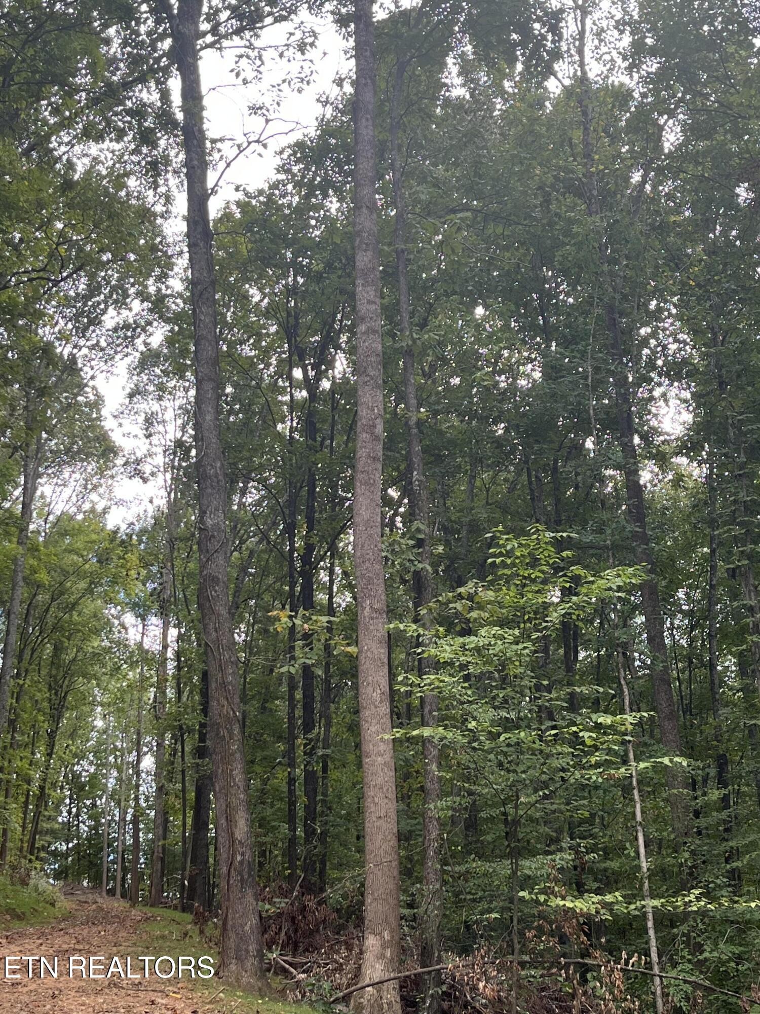 0 Cr 67 Road Riceville, TN 37370 - Photo 15 of 50 Gallery Image 15