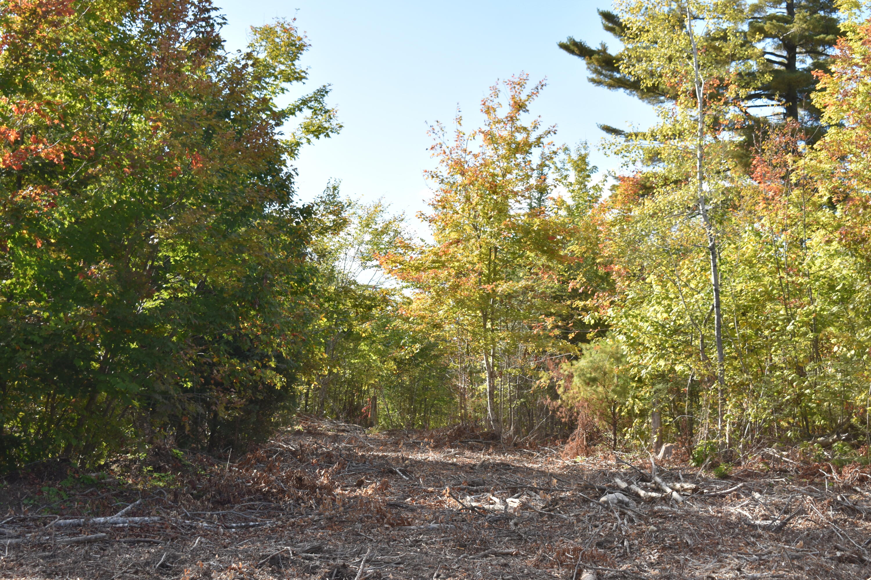 Off Off Clear Cut Lodge Road Springfield, ME 04487 - Photo 14 of 16 DSC_0075