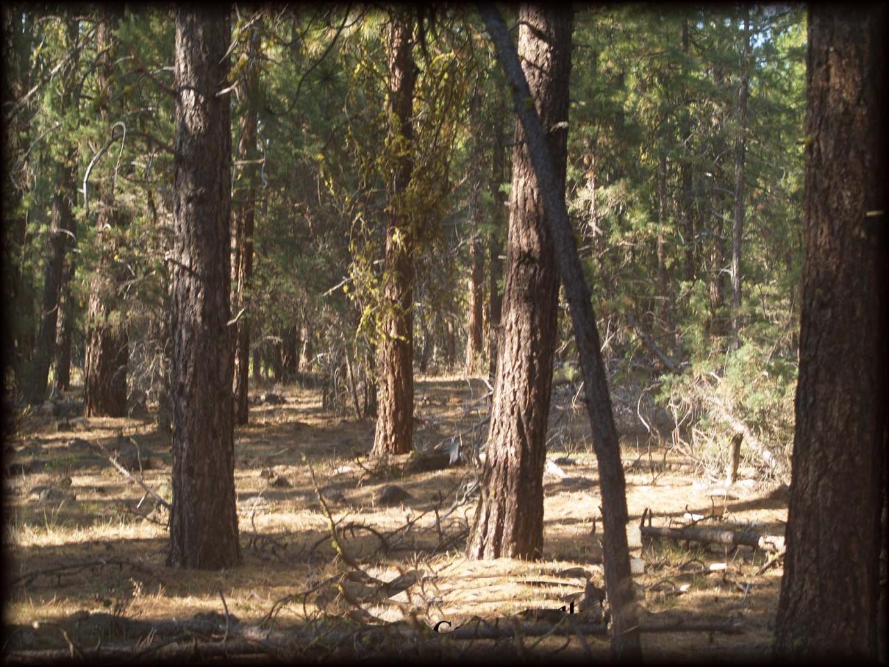 10-acres Log House Road Dorris, CA 96023 - Photo 1 of 5 Area is very treed