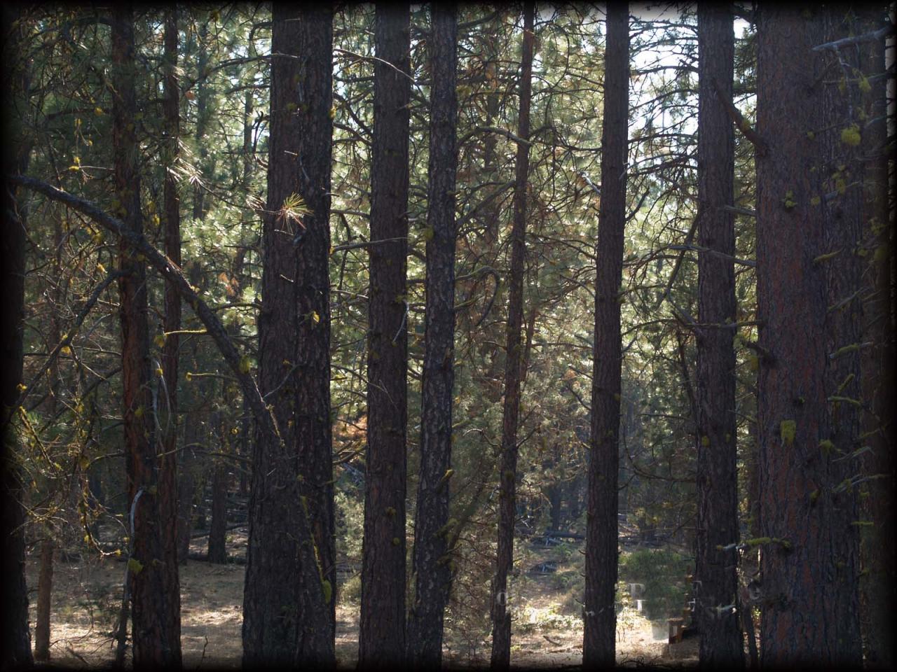 10-acres Log House Road Dorris, CA 96023 - Photo 2 of 5 Mature trees on 10 acres