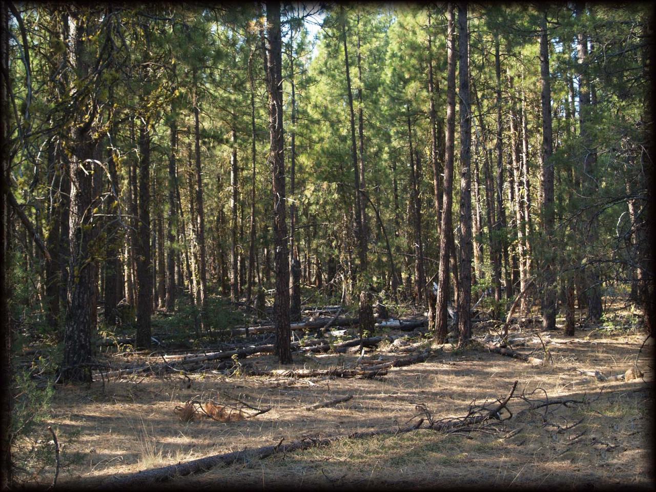 10-acres Log House Road Dorris, CA 96023 - Photo 3 of 5 Carve out your homesite or campsite