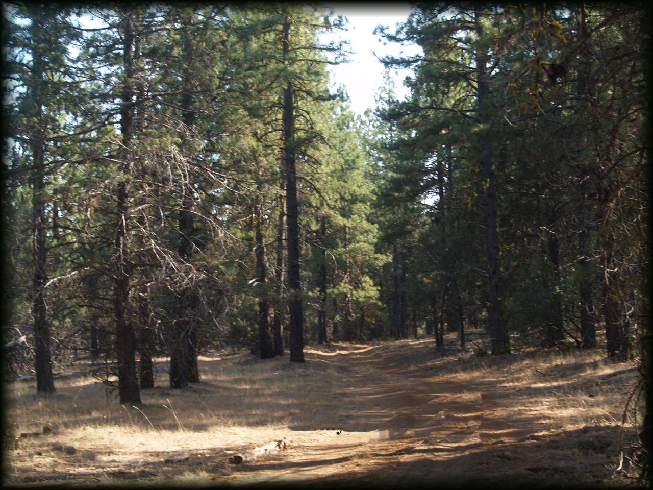 10-acres Log House Road Dorris, CA 96023 - Photo 4 of 5 Nice recreation area