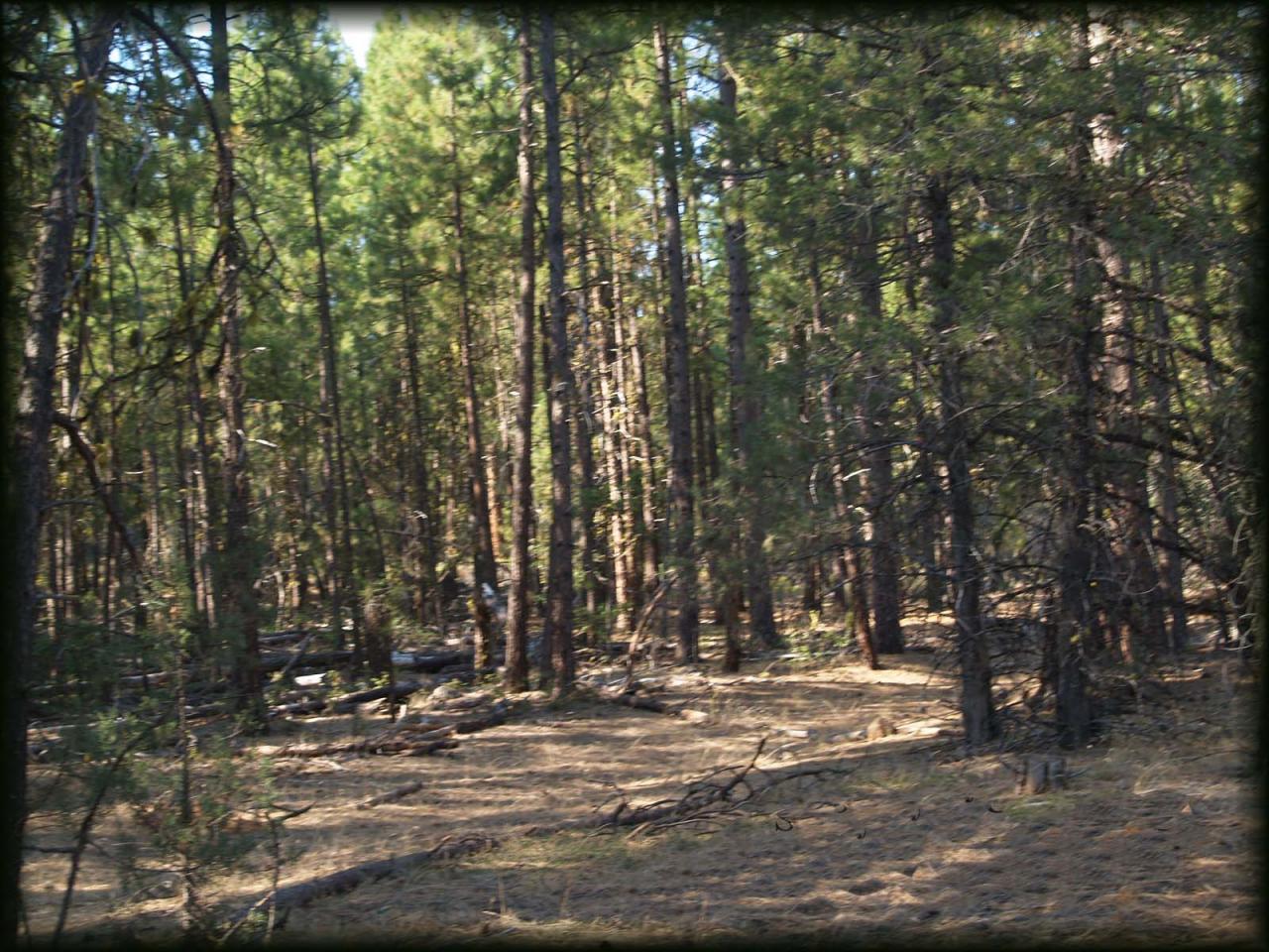 10-acres Log House Road Dorris, CA 96023 - Photo 5 of 5 Abundant opportunities here
