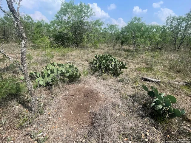 a view of a bunch of trees and bushes