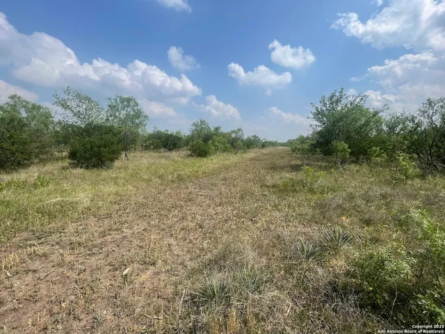 a view of a lush green forest