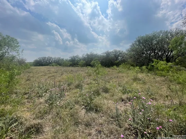 a view of a yard with plants and a bench