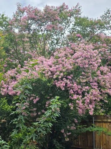 a view of a field with plants and trees