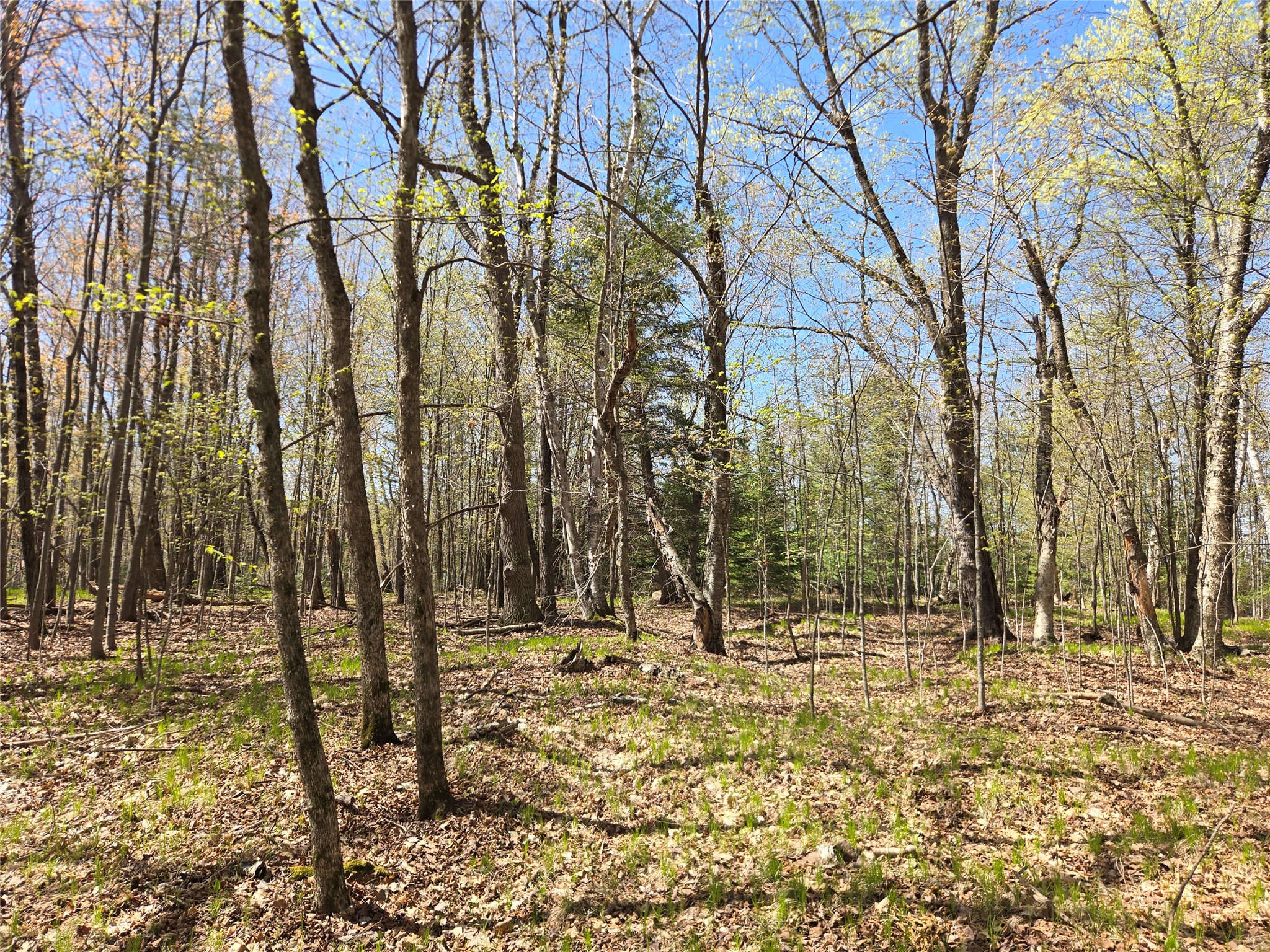 Lot 3 County Highway Cable, WI 54821 - Photo 4 of 6
