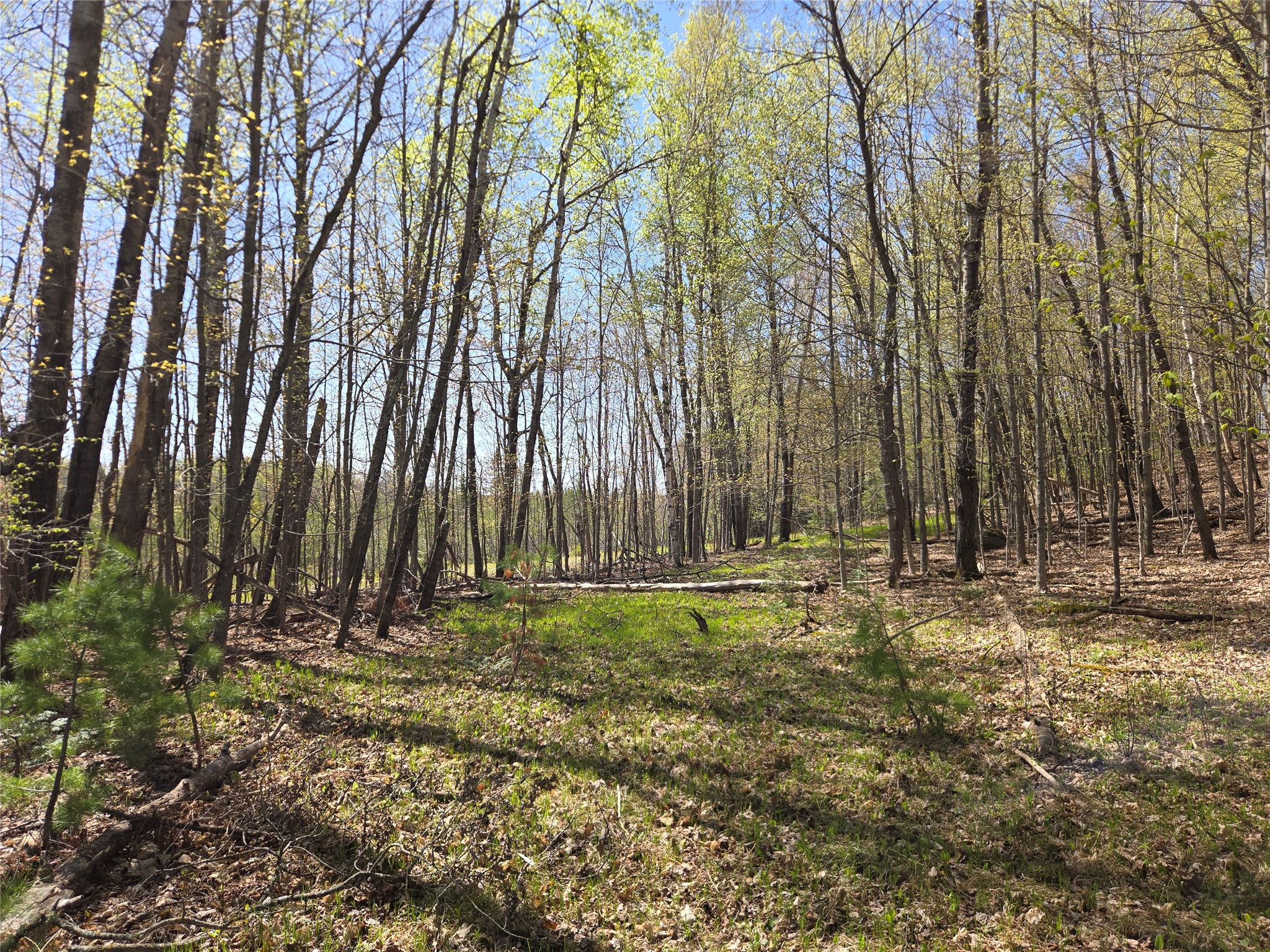 Lot 3 County Highway Cable, WI 54821 - Photo 5 of 6