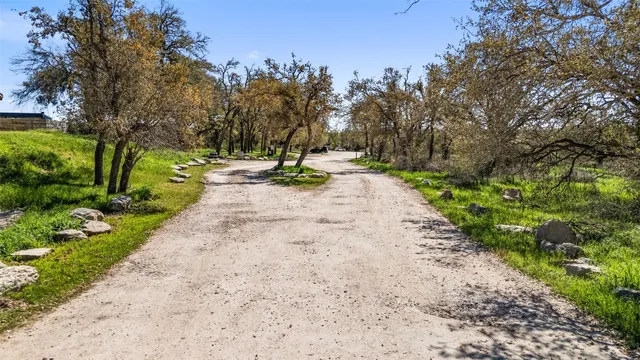 a view of a yard with plants and trees