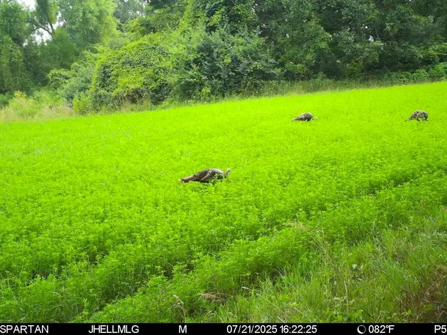 a view of yard with green space